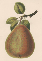 Gansel's Bergamot Pear